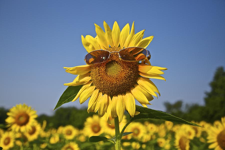 Sunflower With Sunglasses Photograph By Karen Saunders Fine Art America