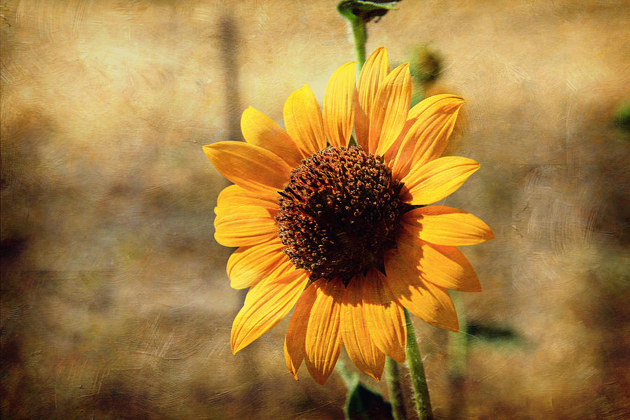 Sunflower Photograph - Sunflower with Texture by Shawn McMillan