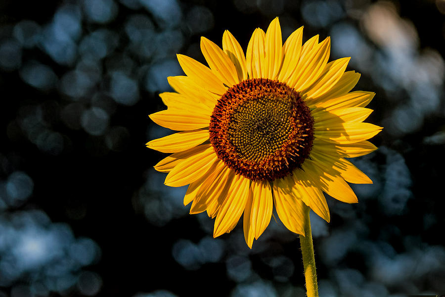 Sunflower with Tree Bokeh Photograph by Jerry Gammon