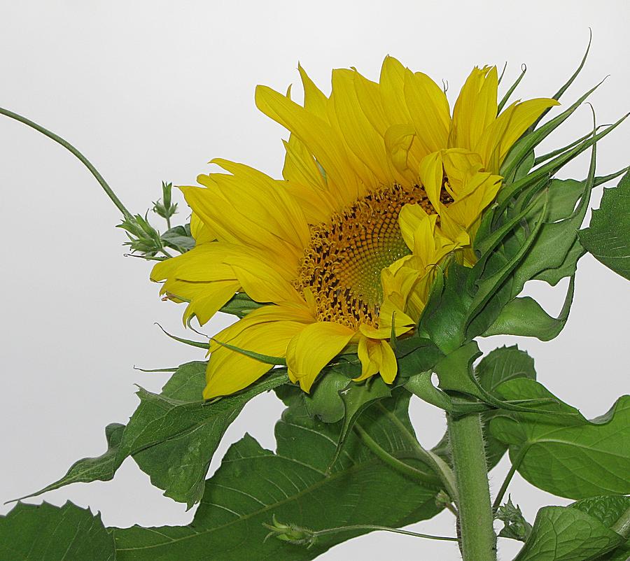 Sunflower with Vines Photograph by MTBobbins Photography