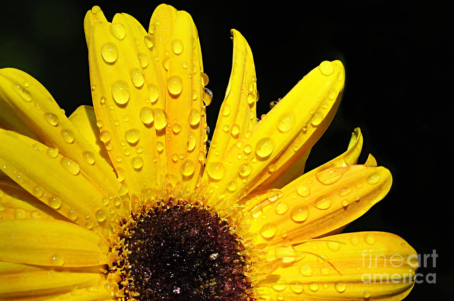 Sunflower with Water Drops Photograph by Larry Ricker
