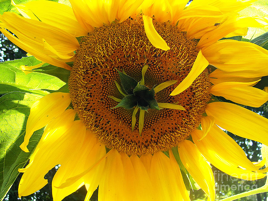 Sunflower Within Sunflower Photograph