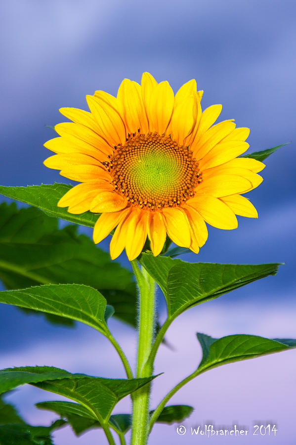 Sunflower Photograph by Wolfbrancher Photography - Fine Art America