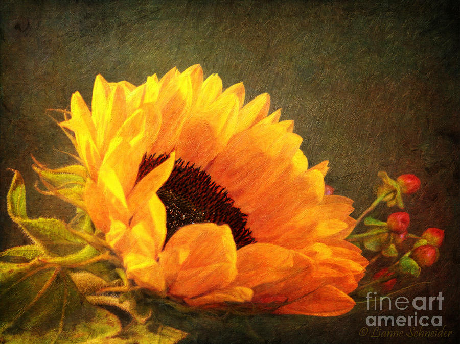 Sunflower - You Are My Sunshine Digital Art by Lianne Schneider