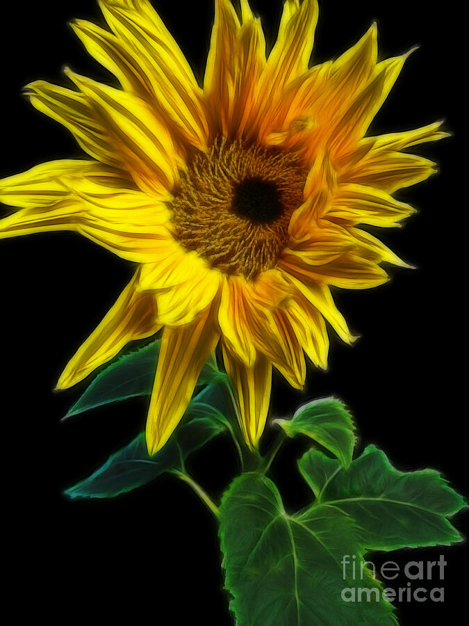 Sunflower Photograph by Yvonne Johnstone