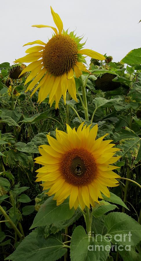 Sunflower2 Photograph by Susanne Baumann