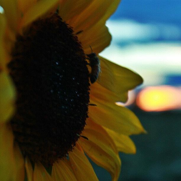 Sunflower Photograph - #sunfloweratsunset2 #sunflower #sunset by Dalan Swenson