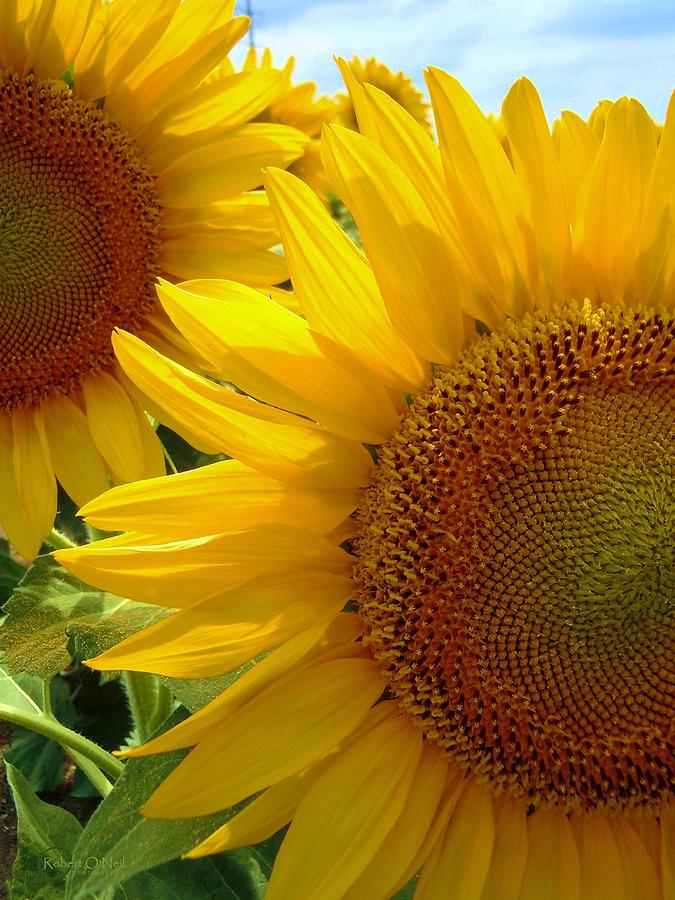 Sunflowers #1 Photograph by Robert ONeil