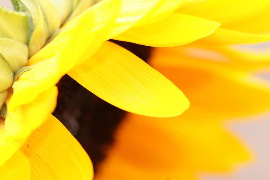 Sunflowers 2 Photograph