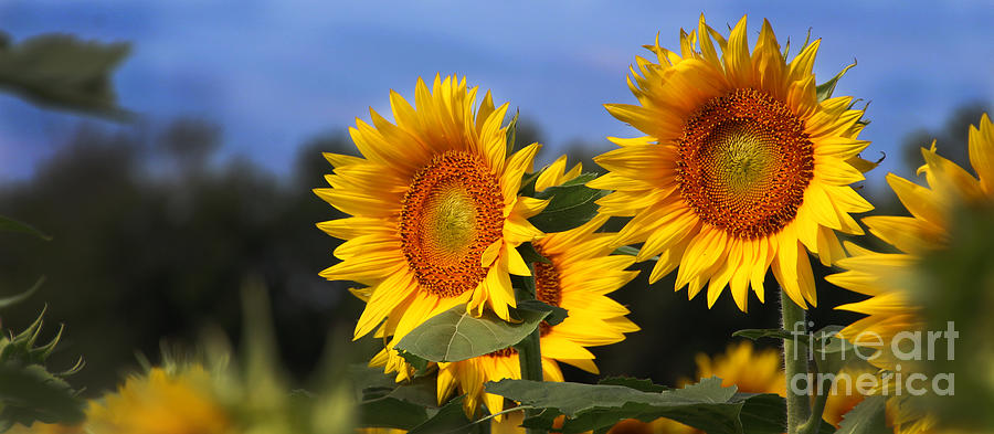 Sunflower Photograph - Sunflowers-2534 by Gary Gingrich Galleries