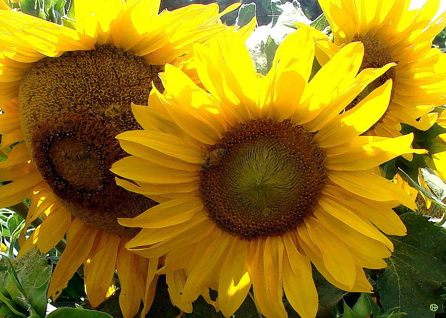 Sunflowers 3 Digital Art by Gary Olsen-Hasek