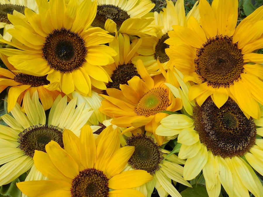 Sunflowers 4 Photograph by Teresa A Lang - Fine Art America