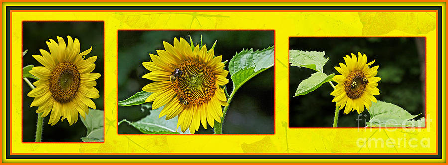 Sunflowers - A Portrait In Yhellow Photograph