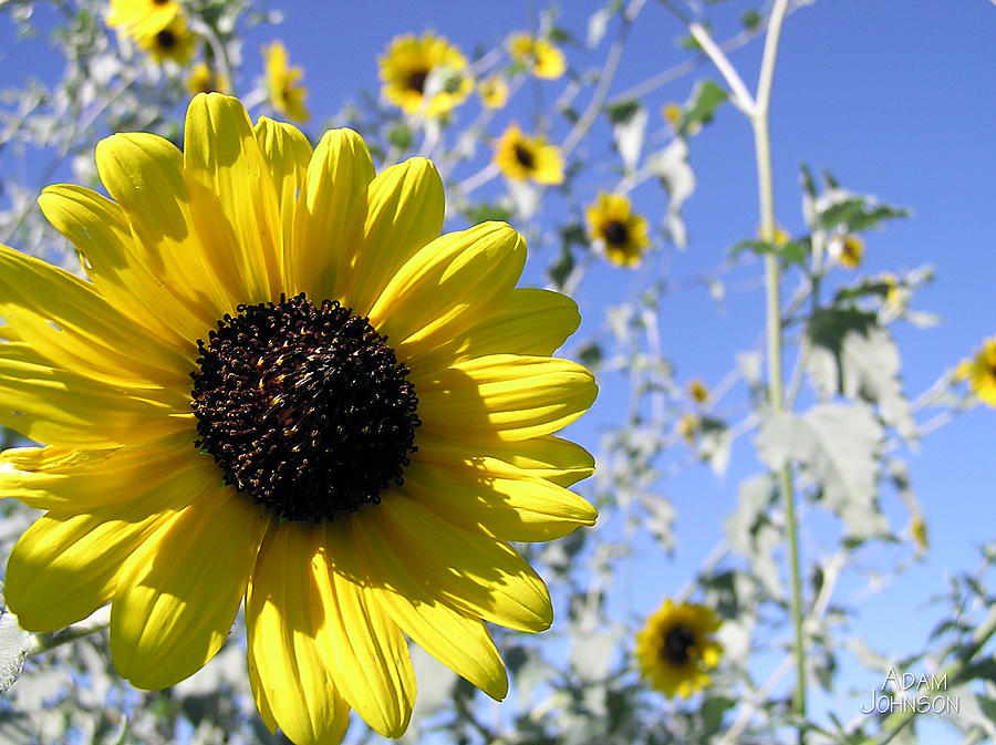 Sunflowers Photograph by Adam Johnson