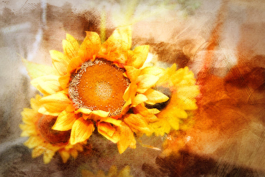 Sunflowers Aglow Photograph by Mary Timman