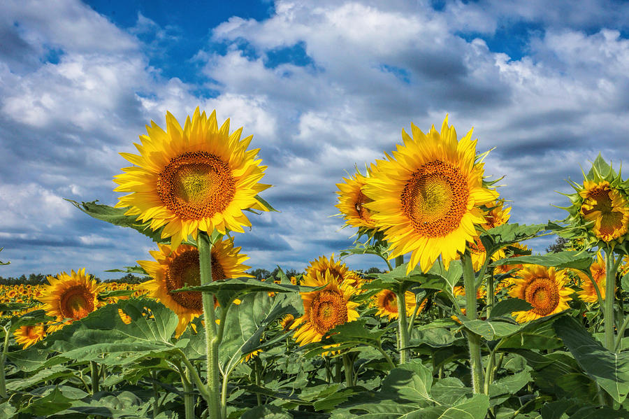 Sunflowers Photograph by Alan Hutchins