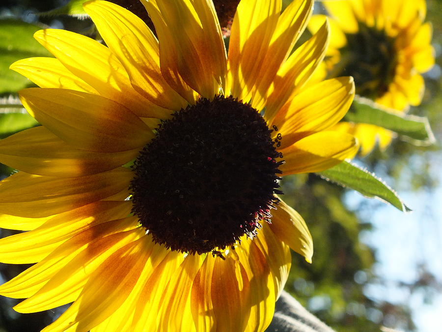 Sunflowers Alive And Free Photograph by Christina Shaskus Pixels