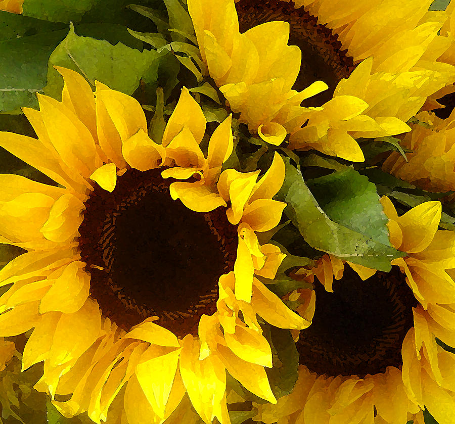 Sunflower Painting - Sunflowers by Amy Vangsgard