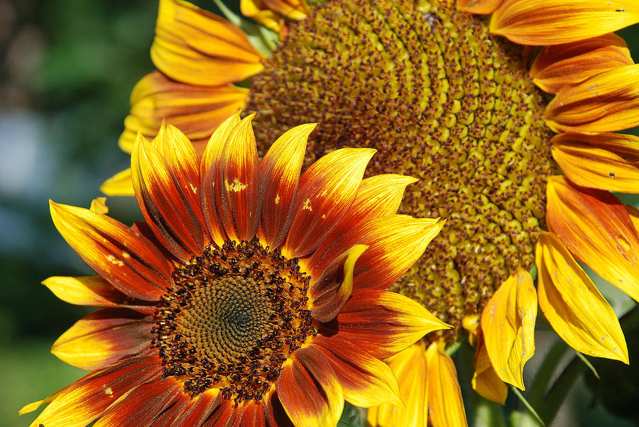SUNFLOWERS and a BEAUTIFUL SUNNY MORNING Photograph by Janice Adomeit