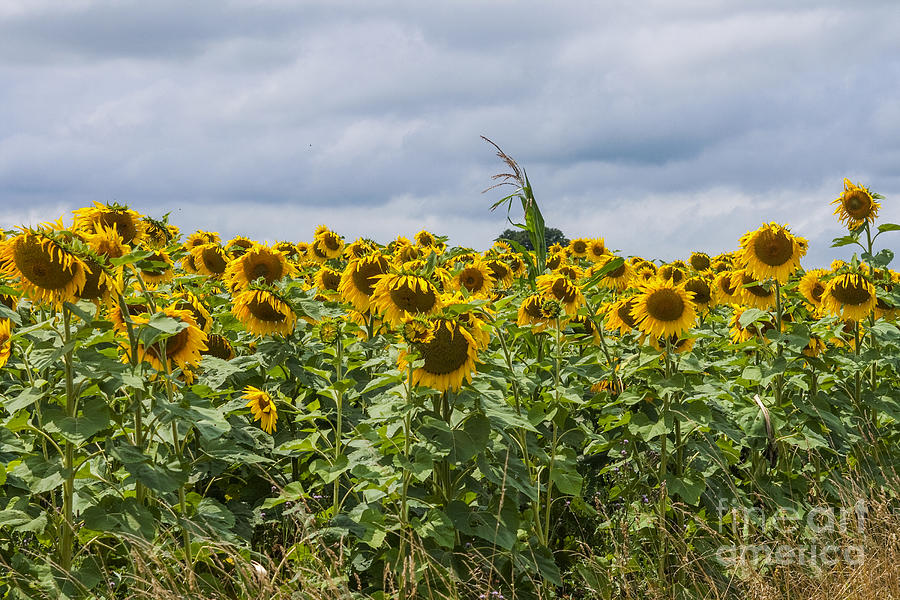 Sunflowers and a dark sky Photograph by Patricia Hofmeester