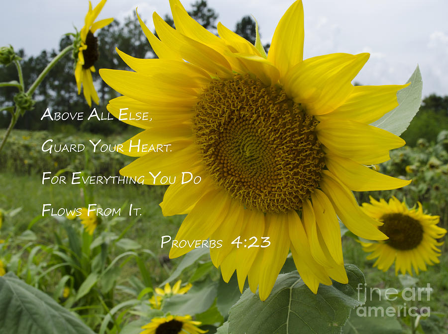 Bainbridge Photograph - Sunflowers And A Verse by Debra Johnson Bainbridge Photograph - Sunflowers And A Verse by Debra Johnson