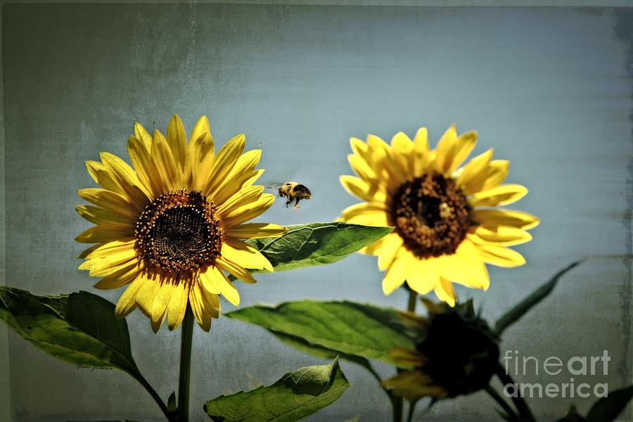 Sunflowers and Bee Photograph by Yumi Johnson