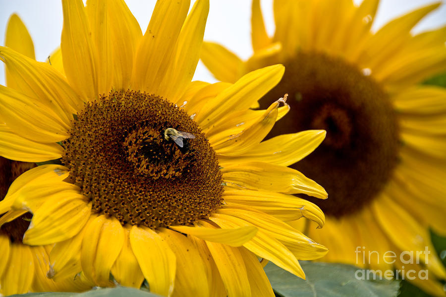Sunflowers and Bees Photograph by Cheryl Baxter