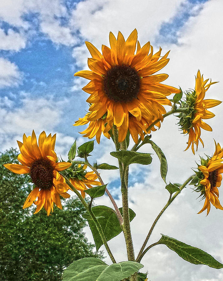 Sunflowers and Blue Photograph by Amanda Smith