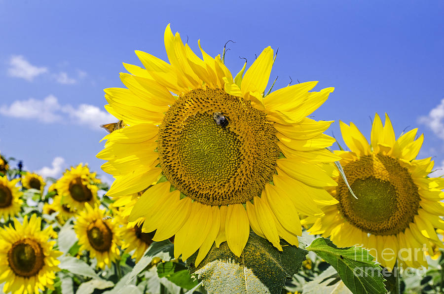 Sunflowers And Blue Sky Photograph by Paul Mashburn