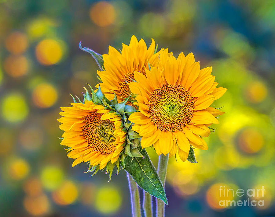 Sunflowers And Bokeh Forest Light Photograph by Mimi Ditchie