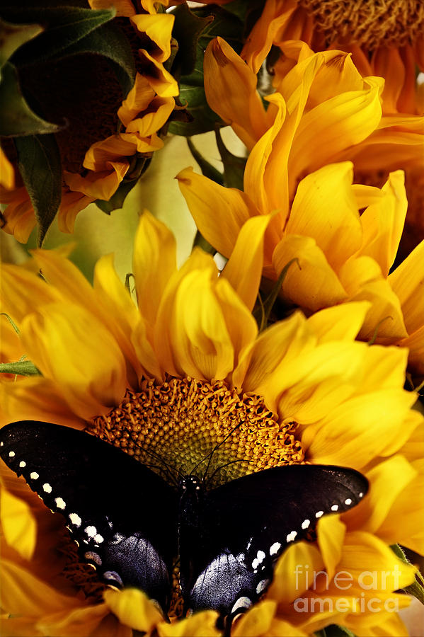 Sunflowers and Butterflies Photograph by Stephanie Frey