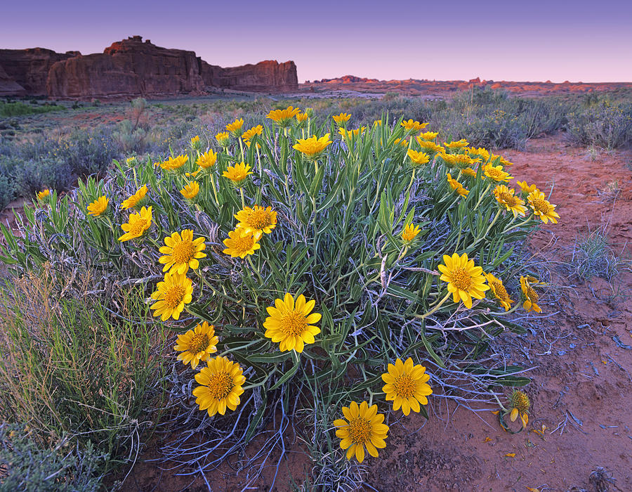 Sunflowers And Buttes Capitol Reef Np Photograph by Tim Fitzharris