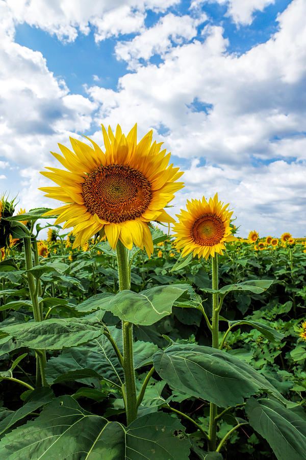 Sunflowers And Cloudy Sky Photograph