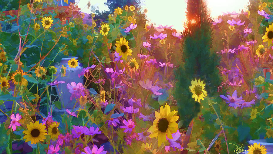 Sunset Photograph - Sunflowers and Cosmos by Douglas MooreZart