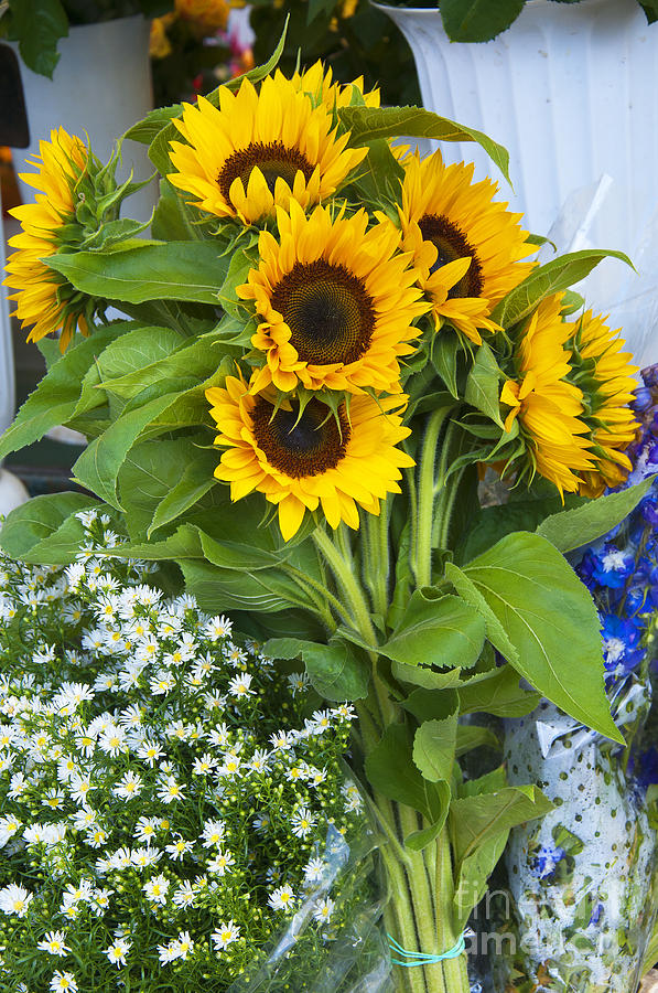 Sunflowers and Daisies Photograph by Brenda Kean