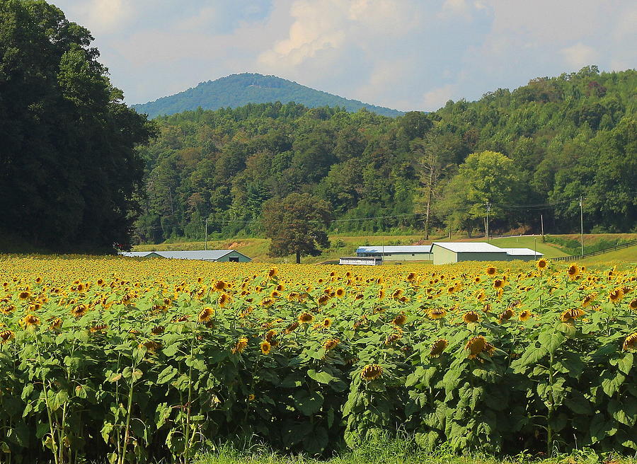 Sunflower Photograph - Sunflowers And Mountain View 2 by Cathy Lindsey