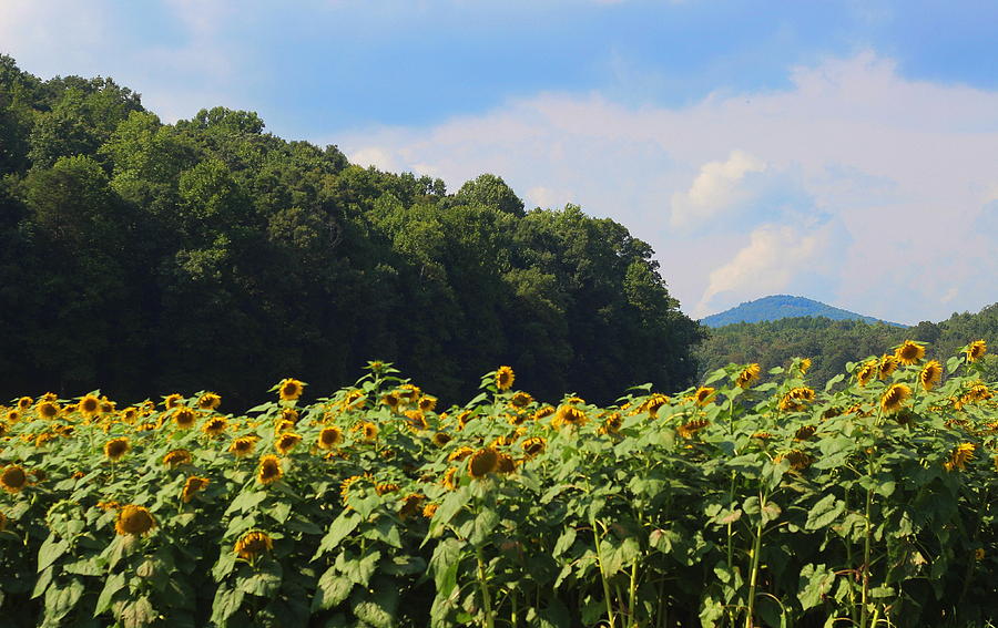 Sunflowers And Mountain View Photograph