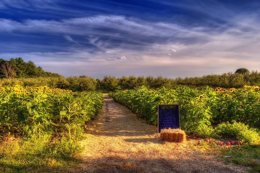 Sunflowers And Orchards Photograph