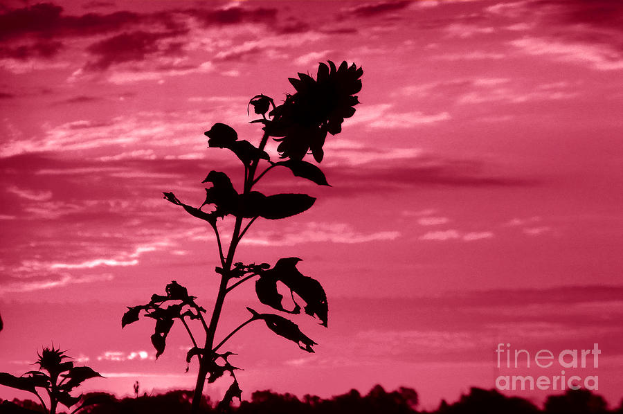 Sunflower Photograph - Sunflowers And Red Sky by Tina M Wenger