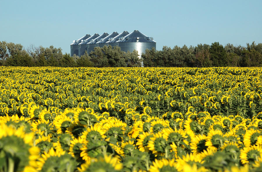 Sunflowers and Silos Photograph by Rob Huntley