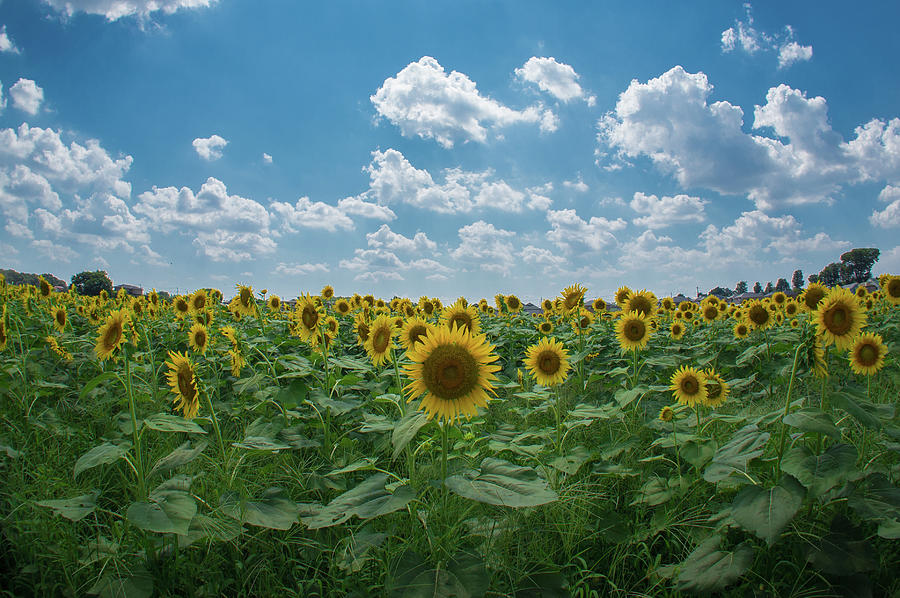 Sunflowers And Summer Clouds Photograph by Glidei7