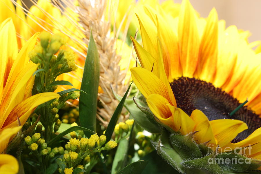 Sunflowers and Wheat by Julie Alison Sunflowers and Wheat by Julie Alison