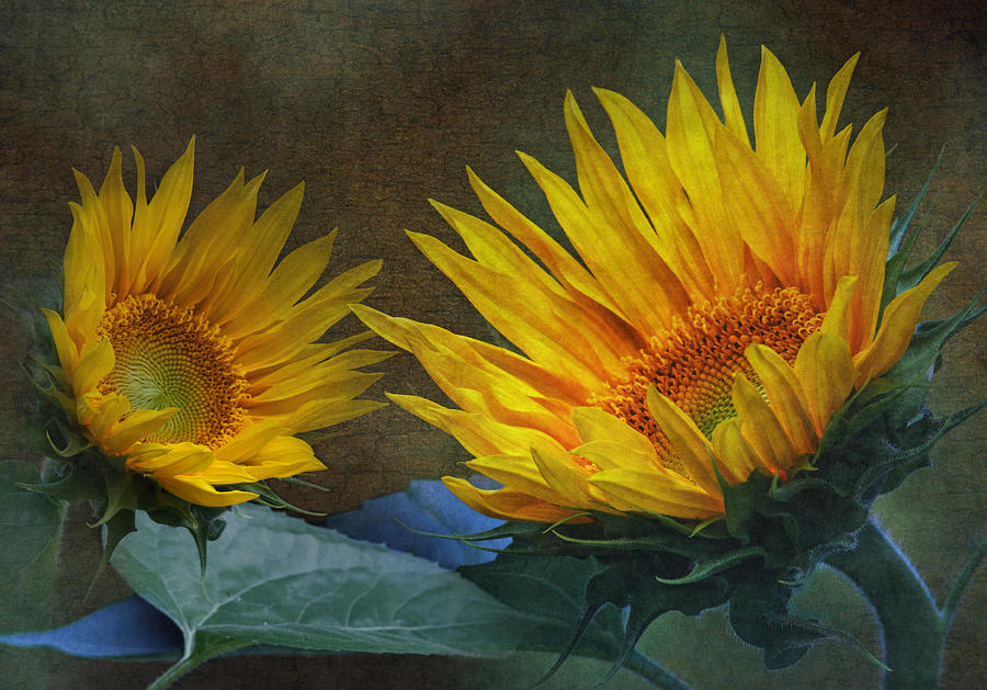 Sunflower Photograph - Sunflowers by Angie Vogel