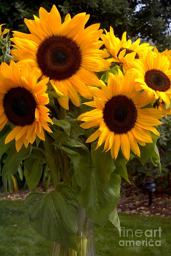 Sunflowers Photograph by Arlene Carmel