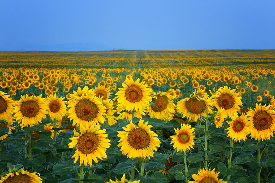 Sunflowers as far as you can see Photograph by Ronda Kimbrow