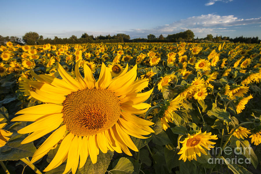 Sunflowers at Dawn Photograph by Brian Jannsen