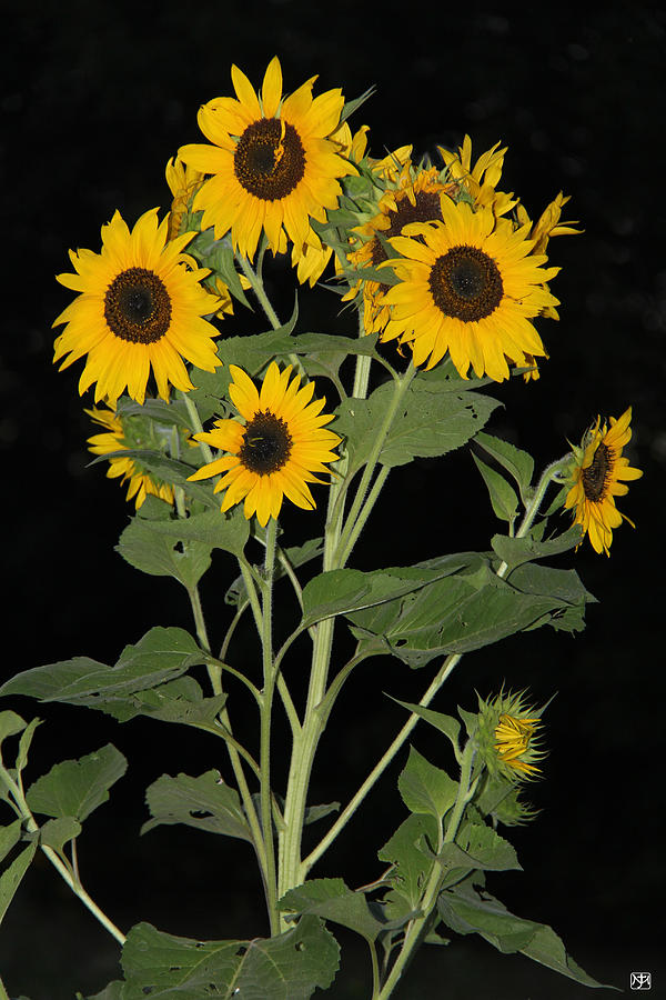 Sunflowers at dusk Photograph by John Meader