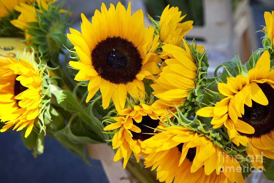 Sunflowers at Market Photograph by Brian Jannsen