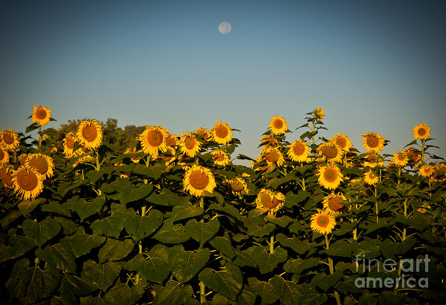 Sunflowers At Sunrise Photograph by Douglas Stucky
