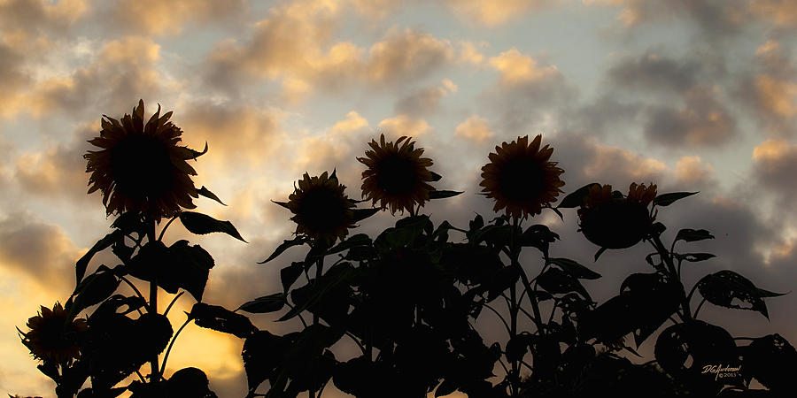 Sunflowers at sunset Photograph by Don Anderson